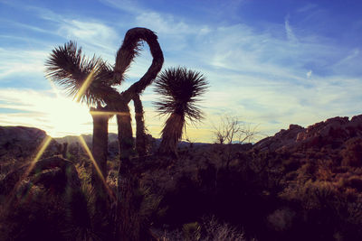 Low angle view of fresh cactus against sky during sunset