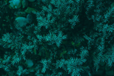 Full frame shot of plants