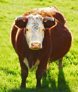Close-up of cow on field