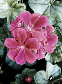 Close-up of pink flowers