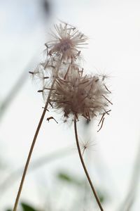 Close-up of dried plant