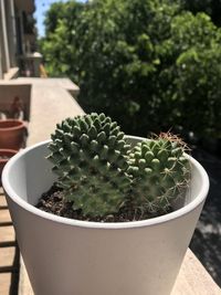 Close-up of succulent plant in pot