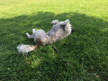 High angle view of dog on field
