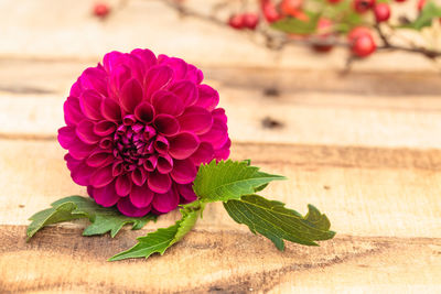 Close-up of flower against blurred background