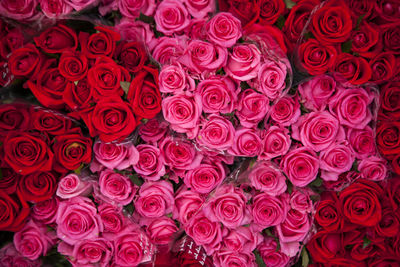 Full frame shot of rose bouquets