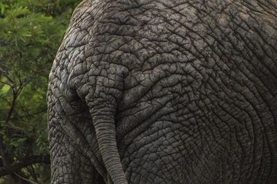 Close-up of elephant