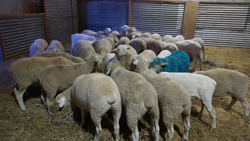 Spot the special one among sheeps. shot taken during ekka 2022, brisbane showground. 