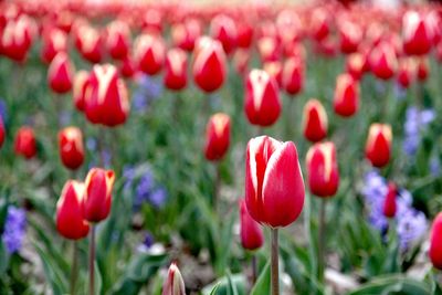 Close-up of red flowers blooming outdoors