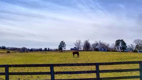 Horses running on field against sky