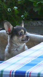 Close-up of a dog looking away