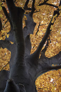 Trees in the forest