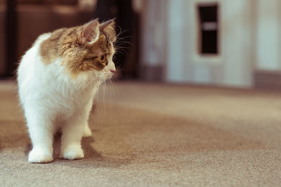 Cat sitting on a floor