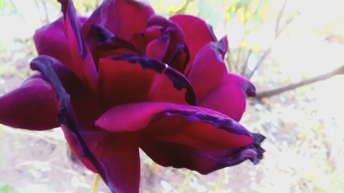 Close-up of fresh flowers blooming outdoors