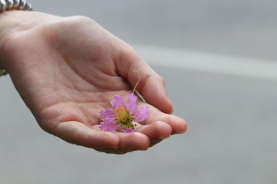 Close-up of hand holding pink flower