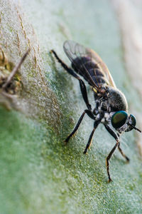 Close-up of insect