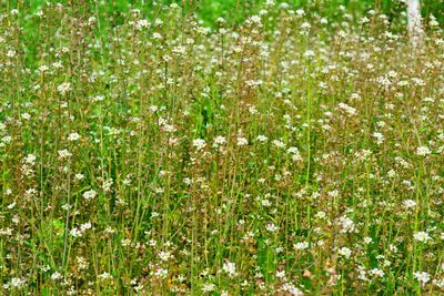 White flowers blooming in the field