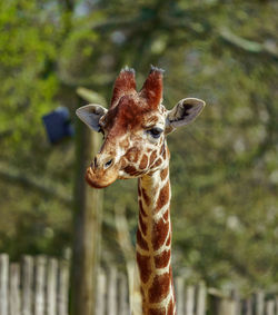 Close-up of giraffe