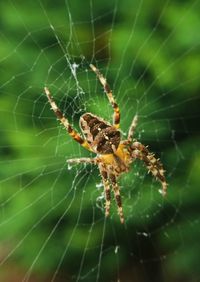 Close-up of spider on web