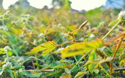 Close-up of plant growing on field