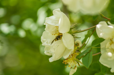 Close-up of white flowering plant