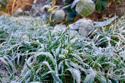 Close-up of frozen plants on field