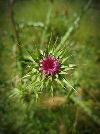 Close-up of purple flowering plant on field