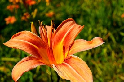 Close-up of day lily blooming outdoors