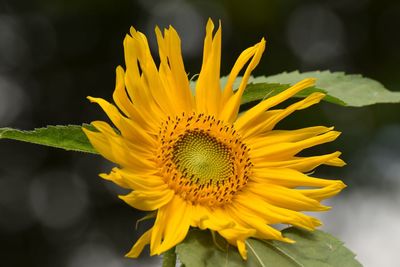 Close-up of sunflower