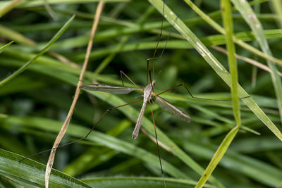 Close-up of insect on grass