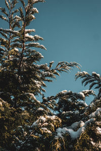 Low angle view of tree against sky during winter