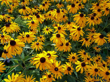 Full frame shot of yellow flowering plant