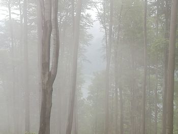 Trees in forest