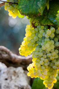 Close-up of grapes growing in vineyard