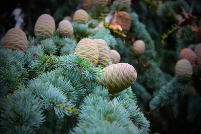 Close-up of cactus