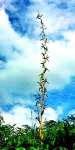 Low angle view of tree against sky