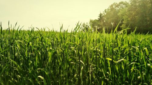 Crop growing in field