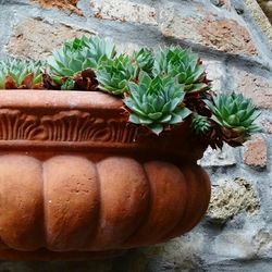 Close-up of potted plant