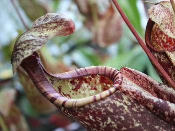 Close-up of lizard on tree