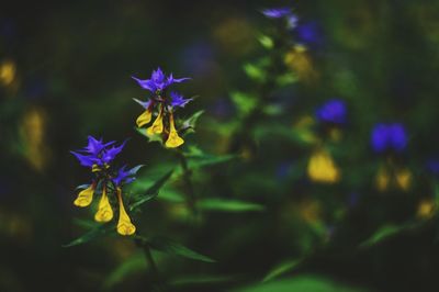 Close-up of purple flowering plant