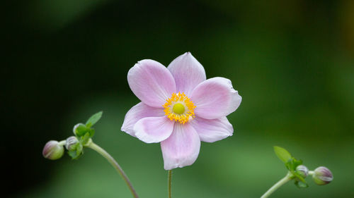 Close-up of pink flowering plant