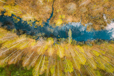 Aerial view of river flowing through forest