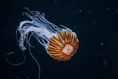 Close-up of jellyfish swimming in sea