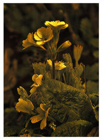 Close-up of yellow flowers