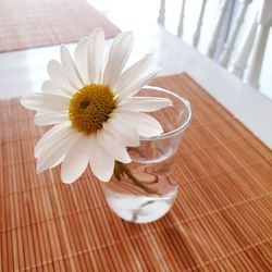 Close-up of white daisy flower on table