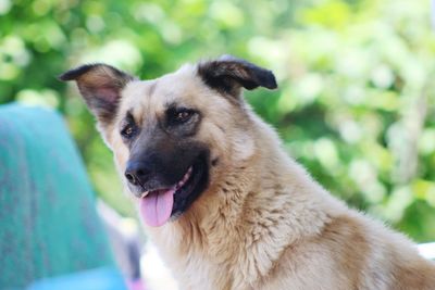 Close-up portrait of dog