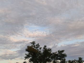 Low angle view of tree against sky