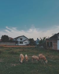 View of a house on a field