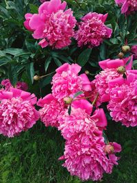 Close-up of pink flowers blooming outdoors