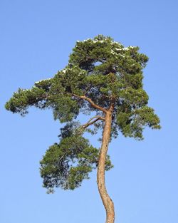 Low angle view of tree against clear blue sky