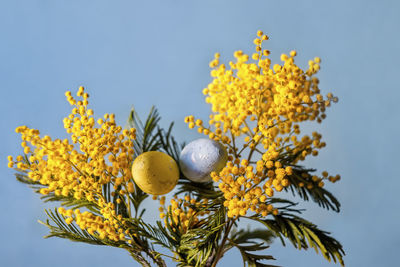 Happy easter composition with easter eggs and mimosa flower on blue background 